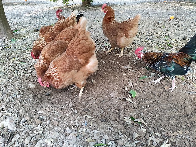 Grupos parlamentarios de la Asamblea Regional de Murcia piden el consumo de huevos libres de jaulas en los comedores públicos de la Comunidad - 3, Foto 3