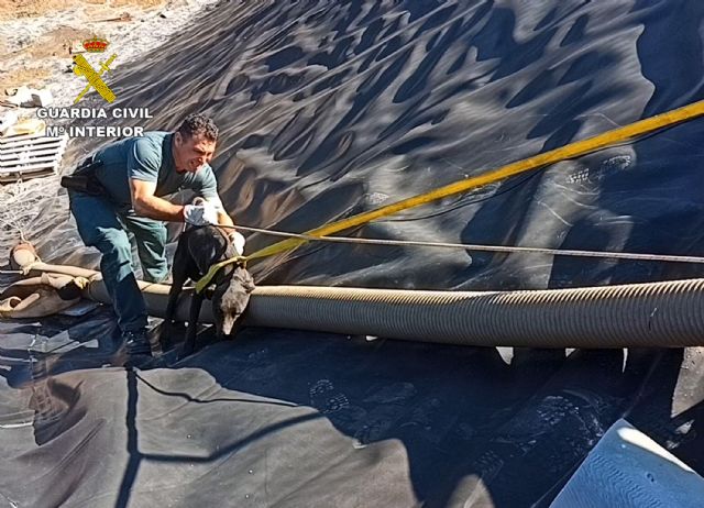 La Guardia Civil rescata a dos perros atrapados en una balsa de riego desaguada en Librilla - 2, Foto 2