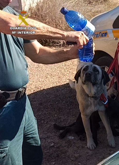 La Guardia Civil rescata a dos perros atrapados en una balsa de riego desaguada en Librilla - 3, Foto 3