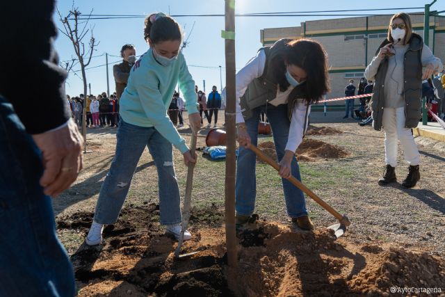 Comienza la plantación de árboles en los centros educativos de Cartagena - 1, Foto 1