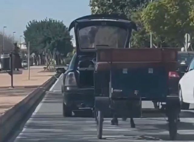 IU-Verdes exige contundencia ante el maltrato a un burro en San Javier y pide más control sobre el bienestar animal - 1, Foto 1