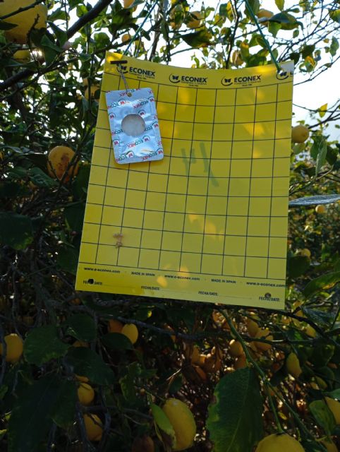 Econex revoluciona el biocontrol de trips invasores con un nuevo atrayente presentado en la jornada de la universidad de elche - 2, Foto 2