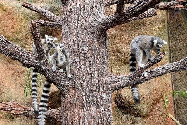 Un rayo de esperanza en Loro Parque: nace una cría de lémur de cola anillada - 2, Foto 2