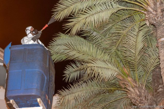 El Ayuntamiento reanuda la campaña contra el picudo rojo - 1, Foto 1