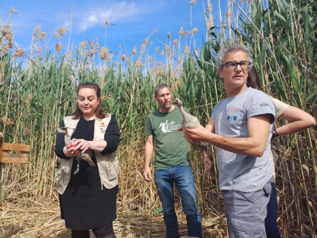 Recuperación de la cerceta pardilla: Liberan una veintena de ejemplares en dos humedales - 1, Foto 1