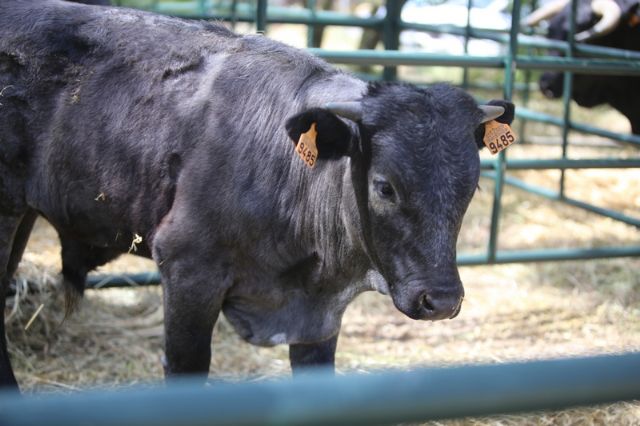 SICampo 2025 volverá a exhibir nuestra riqueza ganadera con una muestra de razas autóctonas españolas - 1, Foto 1