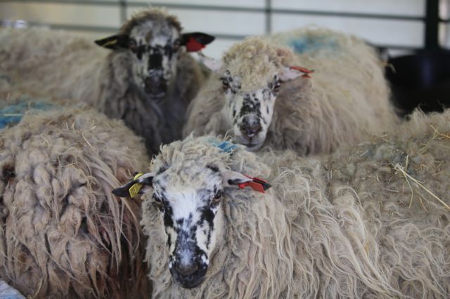 SICampo 2025 volverá a exhibir nuestra riqueza ganadera con una muestra de razas autóctonas españolas - 2, Foto 2