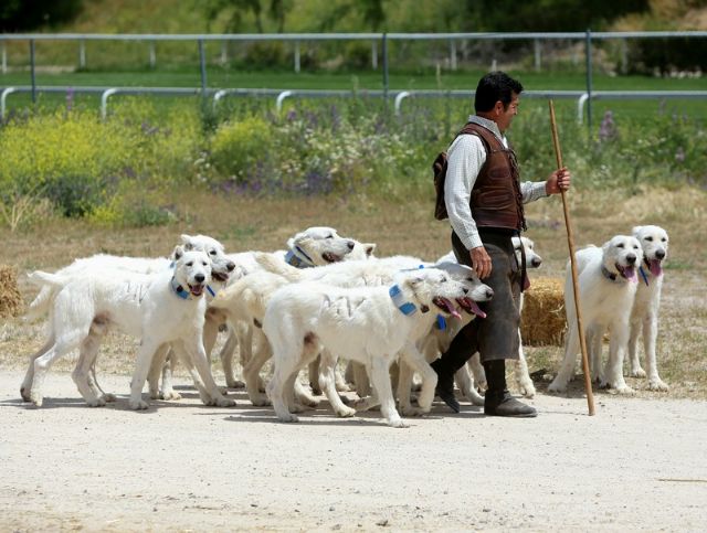 SICampo 2025 volverá a exhibir nuestra riqueza ganadera con una muestra de razas autóctonas españolas - 3, Foto 3