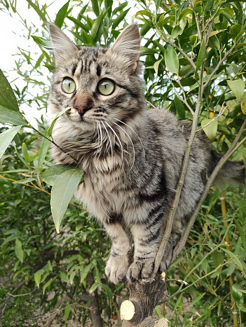 ‘Perrhijos’ o ‘gathijos’: ¿Se puede ser padre de una mascota? - 2, Foto 2