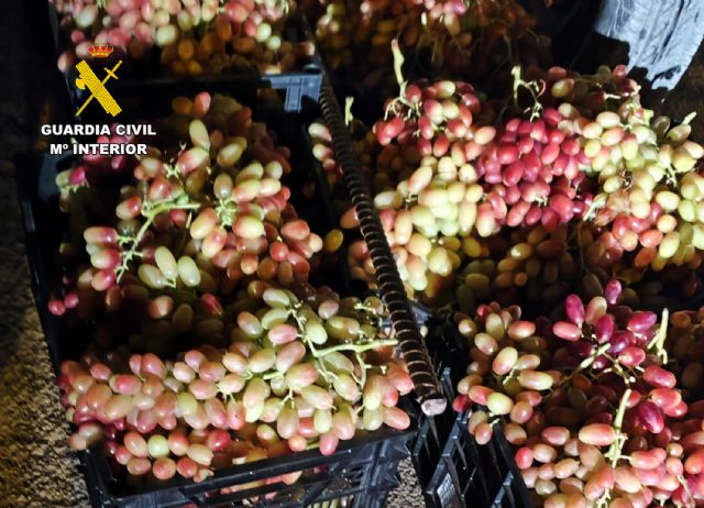 La Guardia Civil desmantela un grupo delictivo que sustraía uva de mesa en Lorca y Totana, Foto 8