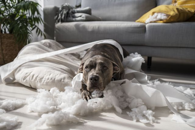 Mascotas en primavera y Semana Santa:cómo evitar el estrés ante viajes y planes fuera decasa - 2, Foto 2