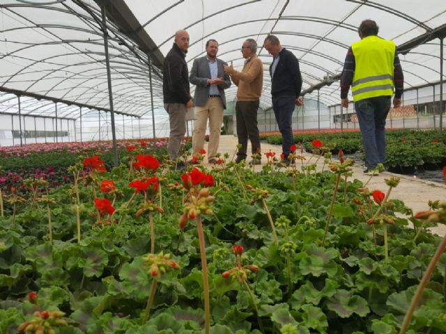 El vivero municipal del Mayayo está trabajando en el cultivo de 50.000 geranios que van a decorar los Jardines de Primavera - 1, Foto 1