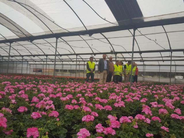 El vivero municipal del Mayayo está trabajando en el cultivo de 50.000 geranios que van a decorar los Jardines de Primavera - 2, Foto 2
