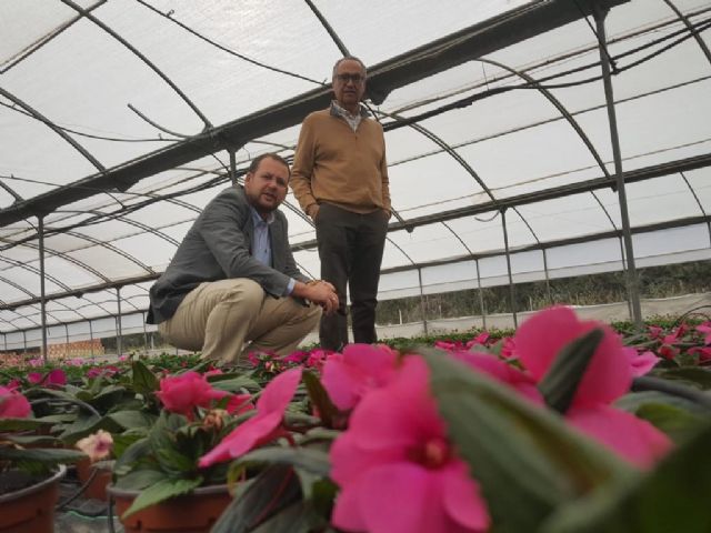 El vivero municipal del Mayayo está trabajando en el cultivo de 50.000 geranios que van a decorar los Jardines de Primavera - 3, Foto 3