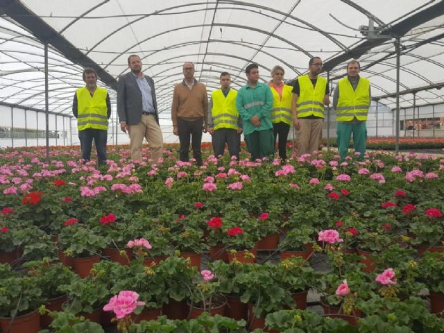 El vivero municipal del Mayayo está trabajando en el cultivo de 50.000 geranios que van a decorar los Jardines de Primavera - 4, Foto 4