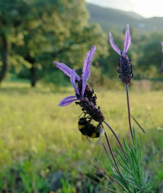 Carta abierta de la Fundación Savia a la Ministra de Transición Ecológica y Reto Demográfico - 3, Foto 3