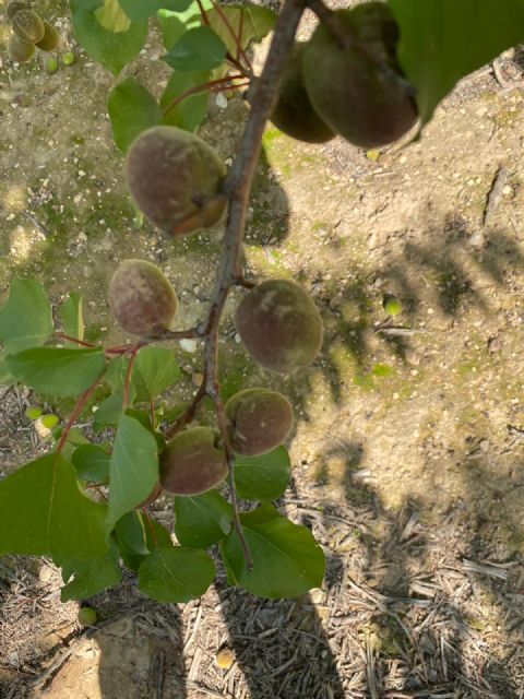 Cruel paradoja climatológica en el campo murciano: la lluvia afecta a un 30% del total de las cosechas esperadas para 2022 - 3, Foto 3