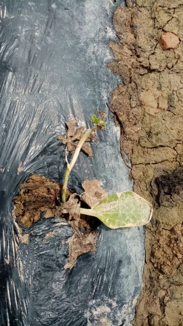 Cruel paradoja climatológica en el campo murciano: la lluvia afecta a un 30% del total de las cosechas esperadas para 2022 - 4, Foto 4