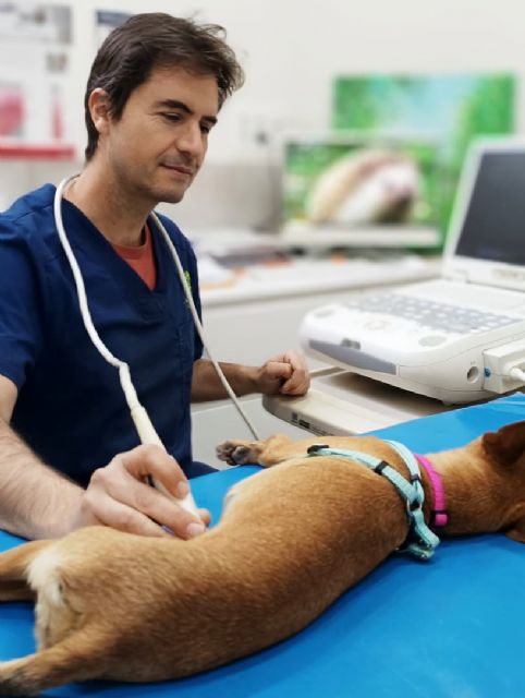 El Ayuntamiento concede el II Premio Molina Ciudad Amiga de los Animales 2024 al Colegio El Taller, a la Estación de Servicio Acierta, a Manuel García, y a los veterinarios José Navarro y Alessandro Monaldi - 1, Foto 1