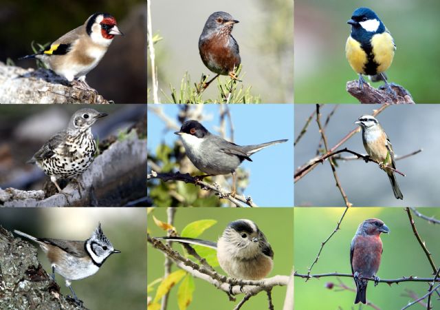 El grupo de investigación ECOMED de la UMU revela un descenso en la riqueza de especies de aves forestales en la Región a causa del cambio global - 1, Foto 1