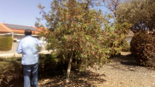 El Partido Cantonal pide un riego de socorro en los parques de Miranda ante el mal estado del arbolado - 1, Foto 1