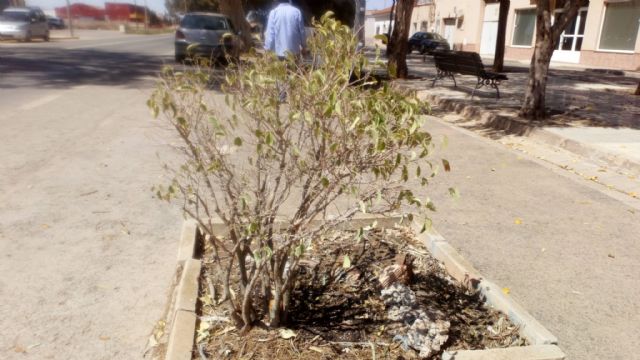 El Partido Cantonal pide un riego de socorro en los parques de Miranda ante el mal estado del arbolado - 4, Foto 4