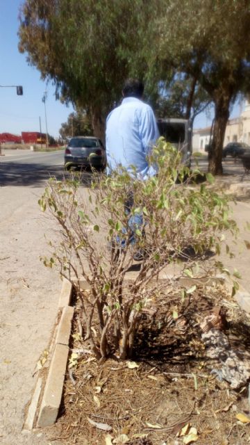 El Partido Cantonal pide un riego de socorro en los parques de Miranda ante el mal estado del arbolado - 5, Foto 5