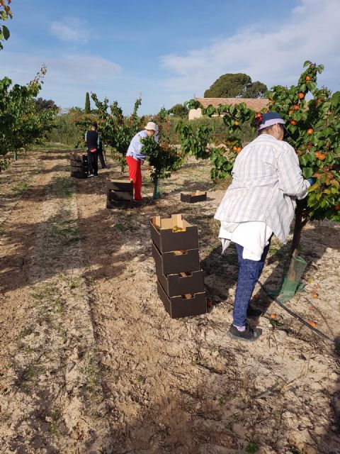 Entregan a Cáritas de Totana los albaricoques recolectados en el Centro de Demostración Agraria Lomo de las Suertes, Foto 1