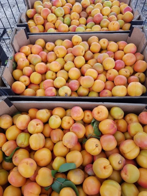 Entregan a Cáritas de Totana los albaricoques recolectados en el Centro de Demostración Agraria Lomo de las Suertes, Foto 2