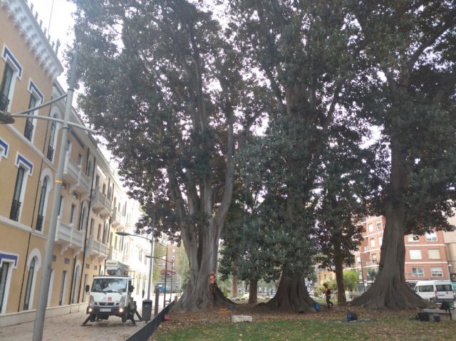 Comienzan los trabajos para reforzar la seguridad de los ficus del Cuartel de Artillería, el Malecón y Floridablanca - 1, Foto 1