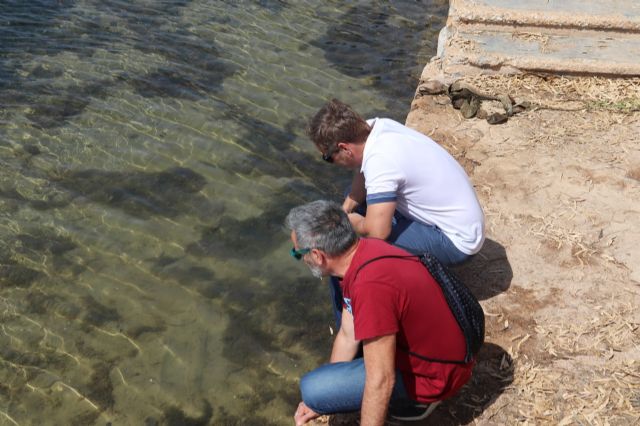Podemos exige la dimisión de Luengo tras la nueva aparición de peces muertos en el litoral del Mar Menor - 1, Foto 1