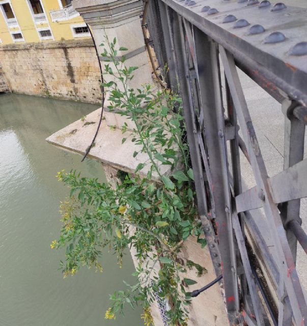 Huermur denuncia el mal estado del monumento BIC del Puente Viejo de Murcia - 4, Foto 4
