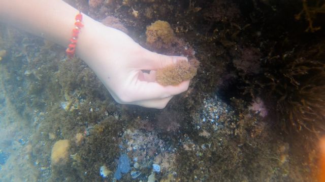 Investigadores de la UPCT monitorizan microalgas nocivas en las costas de la Región - 2, Foto 2