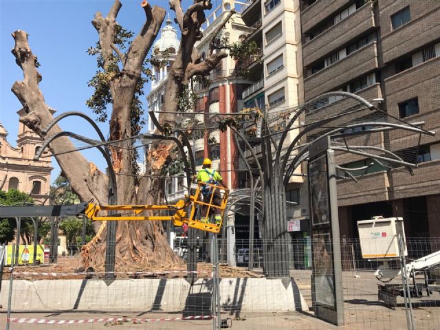 Reabierta la Plaza de Santo Domingo tras concluir los trabajos de saneamiento del ficus y garantizar la seguridad de los viandantes - 1, Foto 1