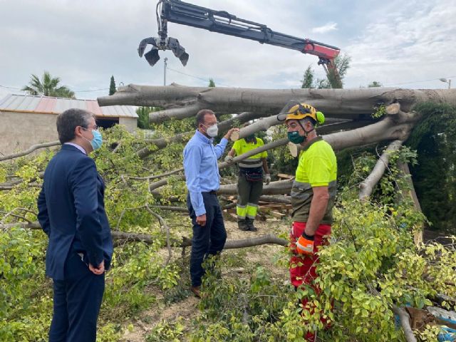 El PP exige al gobierno del socialista Serrano que tome las medidas necesarias para preservar el histórico almez de Puebla de Soto - 1, Foto 1