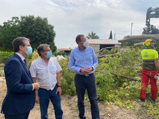 El PP exige al gobierno del socialista Serrano que tome las medidas necesarias para preservar el histórico almez de Puebla de Soto - 2, Foto 2