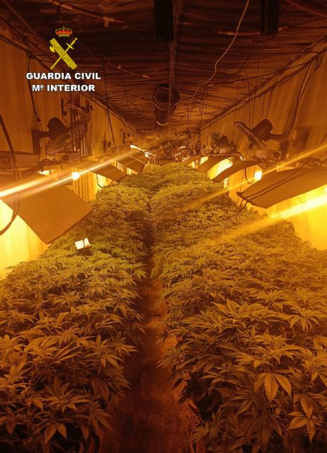 La Guardia Civil desarticula un grupo delictivo dedicado al cultivo ilícito de marihuana en Fortuna - 2, Foto 2