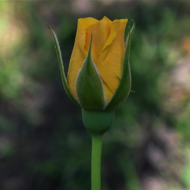 Freeda & clarel celebran el día internacional de la higiene menstrual - 1, Foto 1