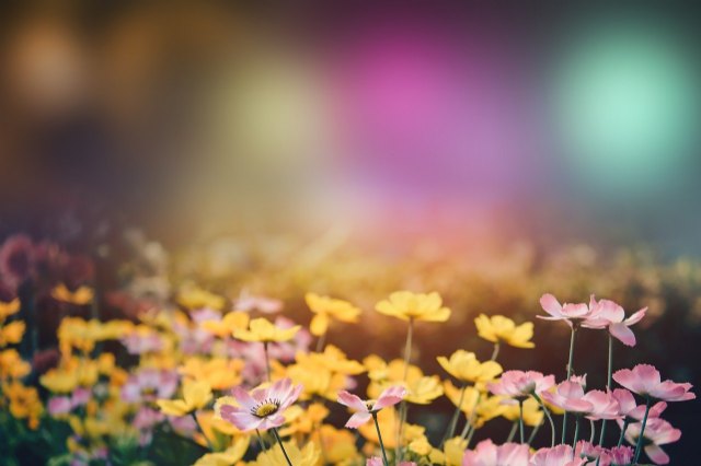 La primavera y el arte en amantis - 1, Foto 1