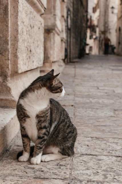 En 2024 se recogieron más de 292.000 perros y gatos, la cifra más alta de los últimos 5 años - 2, Foto 2