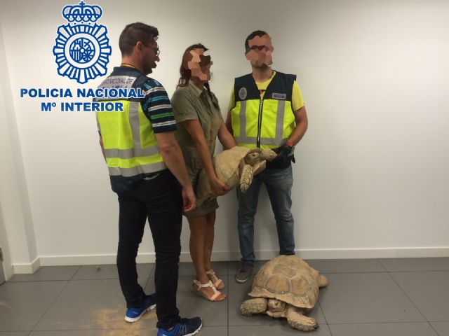 La Policía Nacional detiene a  dos personas por el robo de tres tortugas en una finca - 1, Foto 1