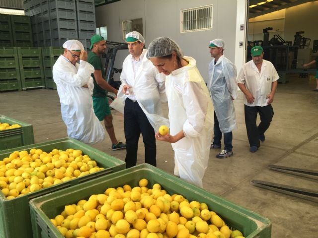 Agricultura inspecciona almacenes de cítricos para garantizar la calidad y ausencia de enfermedades de limones de importación - 1, Foto 1