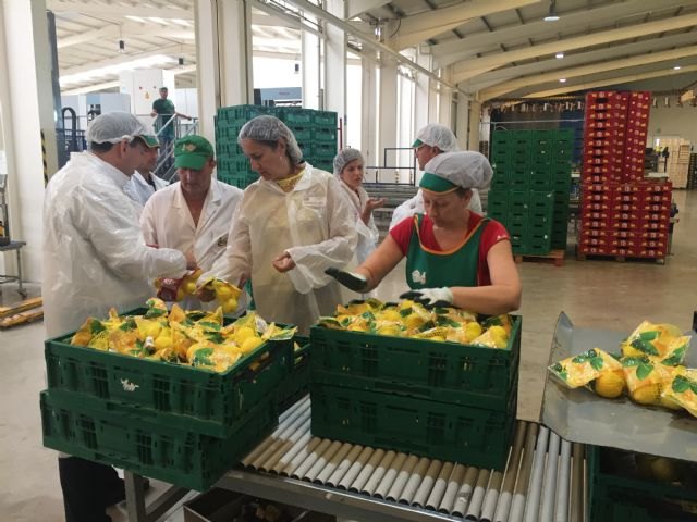 Agricultura inspecciona almacenes de cítricos para garantizar la calidad y ausencia de enfermedades de limones de importación - 2, Foto 2
