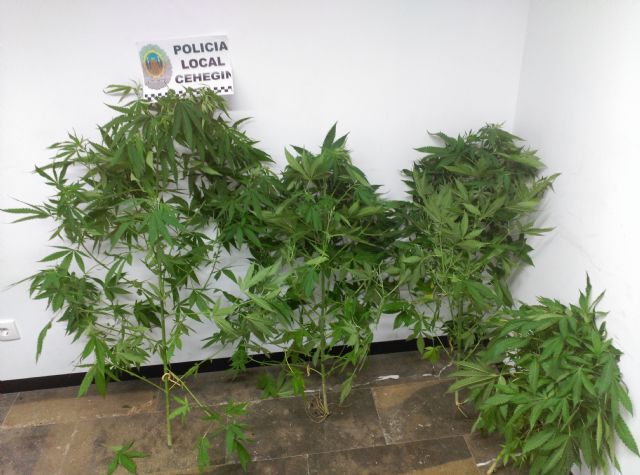 La Policía Local de Cehegín se incauta de una plantación de marihuana gracias a la colaboración ciudadana - 1, Foto 1
