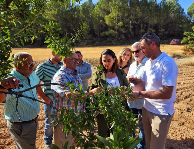 Agricultores caravaqueños recibirán la nueva ayuda para los almendros afectados en los últimos años por la sequía - 1, Foto 1