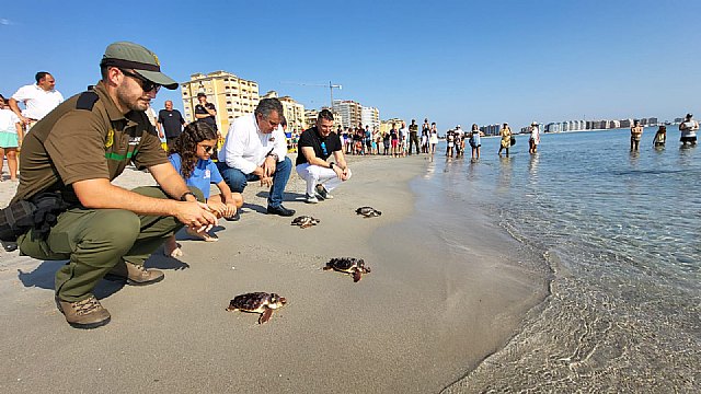 Culmina la liberación de los 84 ejemplares de tortuga boba del nido de El Pedruchillo en La Manga del Mar Menor - 1, Foto 1