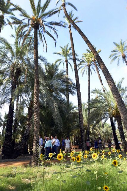 El histórico Palmeral de Santiago y Zaraíche recupera el sistema de riego tradicional - 3, Foto 3