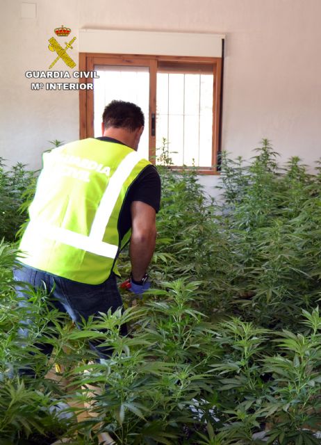 La Guardia Civil desmantela en Murcia un clan familiar dedicado al cultivo ilícito de marihuana - 3, Foto 3