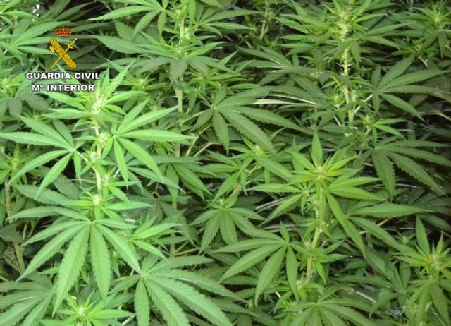 La Guardia Civil desmantela en Murcia un clan familiar dedicado al cultivo ilícito de marihuana - 4, Foto 4