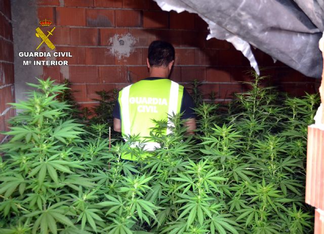 La Guardia Civil desmantela en Murcia un clan familiar dedicado al cultivo ilcito de marihuana, Foto 5